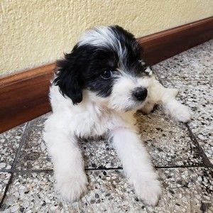 Meet your Posher, Jose e.